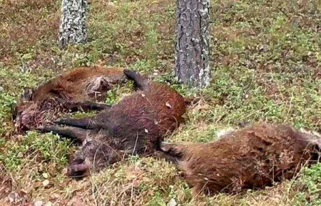 В Мордовии браконьеров наказали за убитых кабанов
