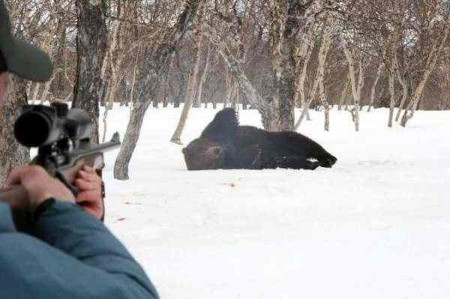 Тюменские охотники отстреливают медведей