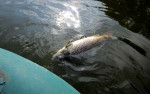 Стала известна причина гибели рыбы в Волгоградской области.