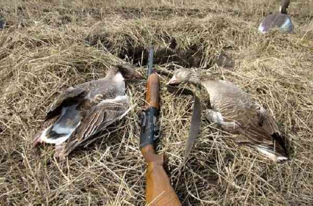 Охота на гусей в Астраханской области славится результативностью