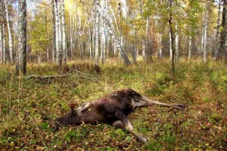 Четверть миллиона рублей заплатит браконьер за убитого лося