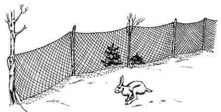 охота на зайца сетью