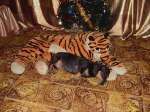 Первая тигра