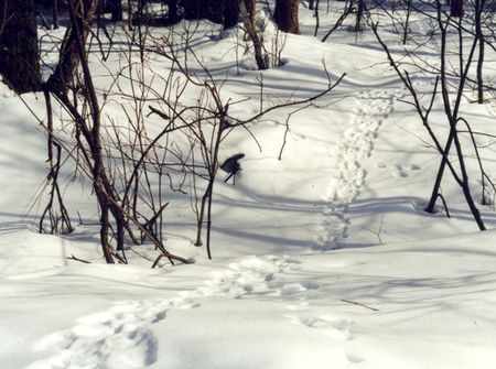 Зимняя охота на зайца капканами
