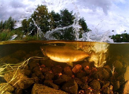Влияние на рыб температуры воды и давления