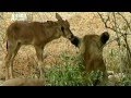 Львица приютила дитя антилопы