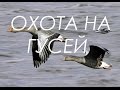 Охота на гуся в Волгоградской области