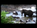 Слон против бегемота