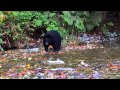 Медведи объедаются лососем