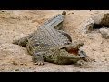 Крокодильи разборки