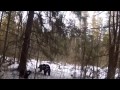 Охота на медведя. Погибли медведь и собака